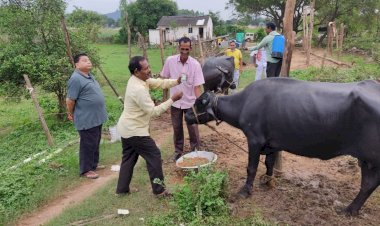 लम्पीस्कीन बीमारी से बचाव के लिए पशुओं का किया जा रहा टीकाकरण