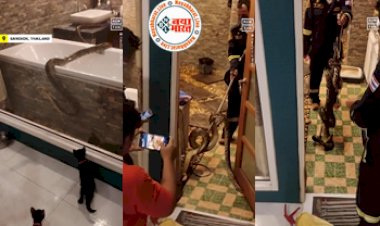 Azgar in the Bathroom : 12 फुट लंबा अजगर बाथटब के सहारे कर रहा था बिल्ली पर अटैक, यहाँ देखे अचम्भित कर देने वाला विडियो...