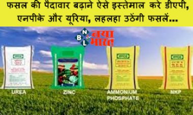 Use of DAP, NPK and Urea: फसल की पैदावार बढ़ाने ऐसे इस्तेमाल करे डीएपी, एनपीके और यूरिया, लहलहा उठेंगी फसलें...