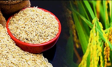 CG News:किसानों को समर्थन मूल्य पर धान और मक्का विक्रय के लिए एकीकृत किसान पोर्टल में कराना होगा पंजीयन...जानिए क्या है पंजीयन की अंतिम तारीख...