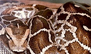 CG Python VIDEO:मैत्रीबाग के पास मिला 12 फीट लंबा अजगर...देखने उमड़ी भीड़...नजारा देख सब रह गए हैरान ,स्नैक कैचर पर किया हमला…फिर जो हुआ... देखें वीडियो.....