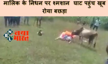Emotional Video : मालिक के निधन पर श्मशान घाट पहुंच खूब रोया बछड़ा, शव की परिक्रमा कर बहाए आंसू, देखे दिल छू जाने वाला विडियो...