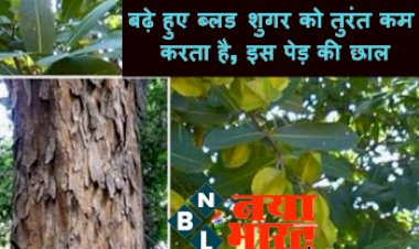 Diabetes control tips: बढ़े हुए ब्लड शुगर को तुरंत कम करता है....इस पेड़ की छाल,  इन 5 तरीकों से कर सकते हैं उपयोग....जल्द मिलेगी राहत....