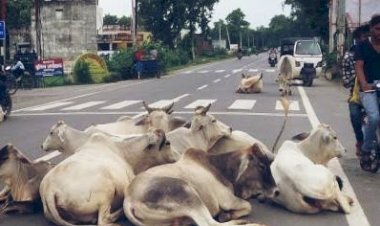 Chhattisgarh: सड़क में मवेशी पाए जाने पर उसके मालिक को जारी किया जाएगा नोटिस... अधिकारियों को निर्देश जारी....