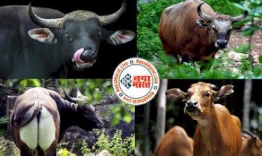 Extinct animal of India: चीता ही नहीं ये जानवर भी हो गया था विलुप्त, 70 साल बाद क्लोनिंग से हो सकता है  इन जानवरों का भी पुनर्जन्म....जानिए कैसे...