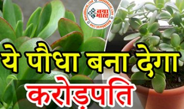Good Luck Plant : चुंबक की तरह पैसा खींचकर ले आता है ये पौधा, सही दिशा में लगाएंगे तो बना देगा करोड़पति...