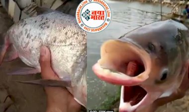 Viral Video: जाल में फंस गई दो मुंह वाली विचित्र मछली, Video देखने के बाद भी नहीं होगा आंखों पर यकीन, सभी लोग हुए हैरान...