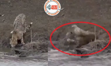 Viral Video: बत्तख को शिकार बनाना चाहता था चीता, तभी किनारे पर चालाक मगरमच्छ ने आकर किया शिकारी का काम तमाम,  कैमरे में कैद शॉकिंग वीडियो...