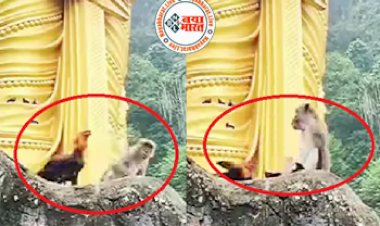 Monkey and Chicken fight : बंदर ने WWE स्टाइल में मुर्गे को धोया, भयंकर लड़ाई का वीडियो देख आपकी भी आँखे रह जाएगी फटी-की-फटी  - देखें वीडियो....