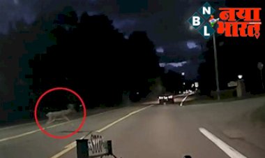 US Viral Video: हिरण ने एक छलांग में पार कर दी 30 फुट चौड़ी सड़क, इतना ऊपर उछला कि देखते रह गए लोग, बोले  'फ्लाइंग डियर'...