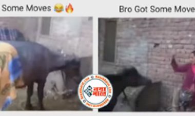 Fodder for Buffalo: भैंस को चारा देकर वहीं नाचने लगी लड़की, तभी ऐसा पटका दोबारा उठ ना पाई बेचारी...