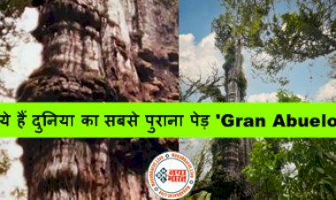 World's Oldest Tree: ये हैं दुनिया का सबसे पुराना पेड़ 'Gran Abuelo' जो धरती पर लगभग 5400 सालों से है जिन्दा....
