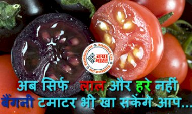 Purple Tomatoes: अब सिर्फ लाल और हरे नहीं बैंगनी टमाटर भी खा सकेंगे आप... इस रोग से लड़ने में है असरदार, बाज़ार में जल्द ही शुरू होगी बिक्री...