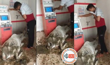 Viral Video Today: ATM से पैसे निकालने गए लड़के के साथ पहुची गाय... और थोड़े टाइम बाद वंहा हुआ ऐसा की नजारा देख हंसी नही रोक पाया कोई- देखे विडियो...