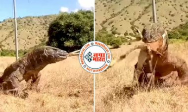 Viral Video : 30 सेकंड में विशालकाय छिपकली ने किया हिरण का काम तमाम, Video देख सभी की आँखे रह गयी फटी कि फटी....