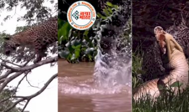 Video of jaguar and crocodile : जगुआर ने पानी में घुसकर मगरमच्छ से लिया तगड़ा पंगा, नजारा देख हिल जाएंगे आओ भी, देखें पूरा वीडियो...