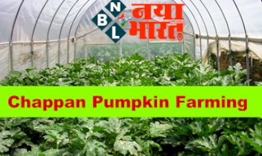 Chappan Pumpkin Farming : कद्दू की इस नई किस्म से किसान होंगे मालामाल ! अभी शुरू करें इसकी खेती और कमाएं लाखों रुपए...