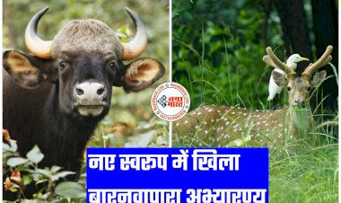 Chhattisgarh: नए स्वरूप में खिला बारनवापारा अभ्यारण्य... आकर्षक अभ्यारण्य का कायाकल्प... बहुतायत संख्या में हैं वन्यप्राणी... कर रहे घूमने का प्लान?... यहां घूमने का मौका न गवाएं... पढ़े विशेषताएं....