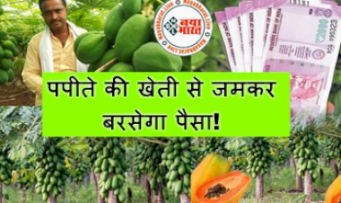 Business Ideas : पपीते की खेती से जमकर बरसेगा पैसा! जानिए कैसे करें लाखो रुपये तक की तगड़ी कमाई, मिलेगी 50% सब्सिडी...