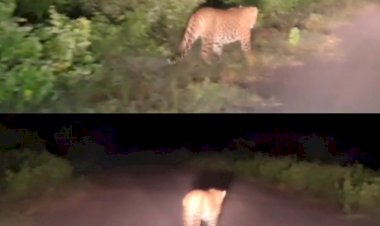 CG- Leopard Video: सड़क पर विचरण करते दिखा तेंदुआ... फिर जो हुआ... इलाके में दहशत... ग्रामीणों को सचेत रहने के निर्देश... देखें वीडियो.....