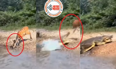 Crocodile video: पानी पी रहे हिरण को ‘समुद्र के सिकंदर’ ने बनाया अपना शिकार, चंद सेकेंड में हिरन का हुआ काम तमाम, वीडियो देख उड़ जाएंगे आपके होश...