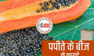 Papaya Seed Benefits: पपीते के बीजों को बिलकुल भी न समझें बेकार, इस बीज में छिपा है 'सेहत का राज', इस तरह करे इस्तेमाल....