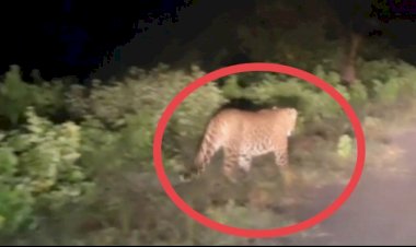 CG- Leopard Video: नदी के पुल पर विचरण करते दिखा तेंदुआ..फिर जो हुआ..विडियो वायरल होते ही इलाके में दहशत... ग्रामीणों को सचेत रहने के निर्देश... देखें वीडियो.....