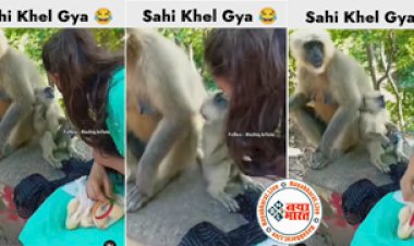 Langur Viral Video: लड़की और लंगूर साथ बैठे थे और अचानक लडकी ने कर दिया किस, उसके बाद जो नजारा सामने आया उसे देख सभी हुए हैरान- देखिए वीडियो....