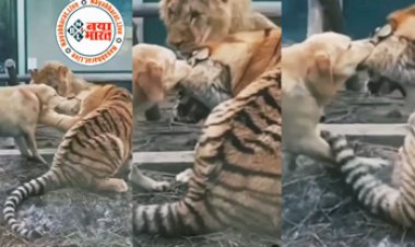 Viral Video: कुत्ते ने पकड़े बाघ के कान तो तड़प उठा खूंखार जानवर, मदद करने आया शेर भी बन गया भीगी बिल्ली- देखें वीडियो...