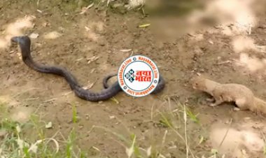 Black Cobra Aur Nevle Ki Ladai: जब किंग कोबरा और नेवले के बीच छिड़ी खूनी जंग...रूह कंपा देगा आगे का नजारा- देखें वीडियो...