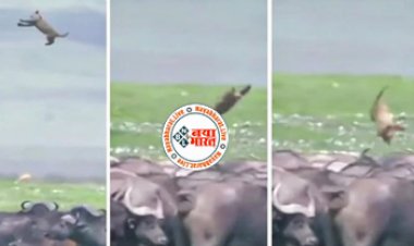 Lion and Buffalo Fight: मैदान में भैंसों ने शेर के बच्चे को यू हवा में उछाल-उछालकर पीटा, भयानक मंजर देख सहम उठेंगे आप - देखें वीडियो...