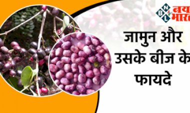 Health tips : जामुन के बीजों का सेवन दिलाएगा इन समस्याओं से मुक्ति, जानें इसके चौकाने वाले जबरदस्त फायदे...