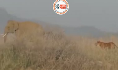 Elephant and Lion video: हाथी और शेर की ऐसी लड़ाई आपने कभी नहीं देखी होगी, दुम दबाकर भागा जंगल का राजा, देखें वीडियो...