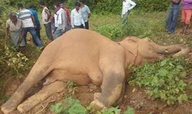 CG News : हाथी की मौत या जहर देकर हत्या ? डीएफओ की उदासीनता…हाथी के मौत के बाद जागा वन अमला,डीएफओ सहित विभाग की कार्यप्रणाली पर निष्क्रियता का आरोप...