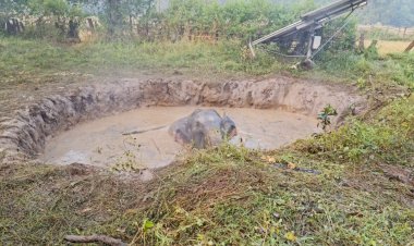 Chhattisgarh Elephant Rescue : कुएं में गिरे तीन हाथी का रेस्क्यू ऑपरेशन, वन विभाग की टीम ने JCB की मदद से किया रेस्क्यू ,देखे विडियो….