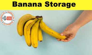 Banana Storage: केले की लंबे समय तक ताजगी बरकरार रखने के लिए रखें इन बातों का ध्यान, नहीं पड़ेंगे काले...