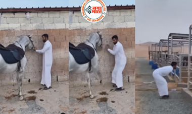 Horse video: घोड़े ने मारी ऐसी जगह पर लात जोर-जोर से कूदने लगा ये बंदा, वीडियो देख कर आप भी नहीं रोक सकेंगे अपनी हंसी...देखिए मजेदार वीडियो...