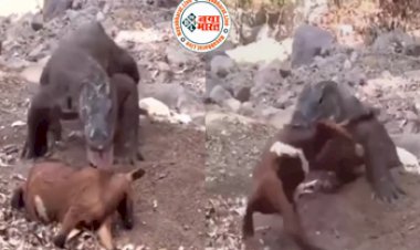 Viral Video: अचानक आकर कोमोडो ड्रैगन ने ले ली बकरी की जान, बकरी को जिंदा निगला...जिसे देख कर उड़े सभी के होश...देखें ये वीडियो...