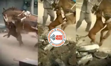 Viral Video Today: पिटबुल डॉग ने भागकर पकड़ लिया घोड़े का जबड़ा, उसके बाद आगे जो हुआ उसे देख सभी के हुए रोंगटे खड़े - देखें वीडियो...