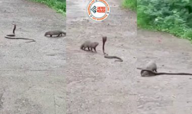 Snake and mongoose fight: अचानक सामने आ गए तीन नेवले और किंग कोबरा, फिर हुई आखिरी सांस तक जबरदस्त लड़ाई...वीडियो में देखे किसने मारी बाज़ी...