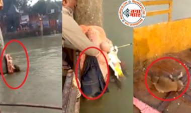 Monkey video: रात भर नहर के लहरों में फंसा रहा बंदर, हनुमान की मूर्ति को बनाया सहारा...रेस्क्यू टीम ने बचाई जान...देखे वीडियो...