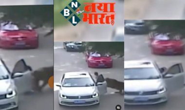 Lion Viral Video: कार में बैठ रही लड़की को अचानक से खींच कर ले गया शेर, होश उड़ा देगा ये वीडियो....