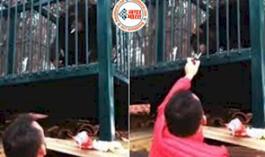 Chimpanzee Viral Video: शराबी बंदर के बाद वायरल हो रहा नशेड़ी चिम्पांजी, मुंह में लगाई सिगरेट और फिर... देखिए कैसे फूंकने लगी सिगरेट...
