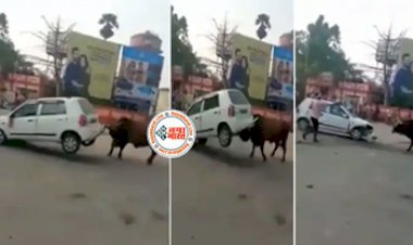 Viral Video: कार को फुटबॉल की तरह हवा में उड़ाते हुए सांड ने किया ऐसा कारनामा....जिसे सोशल मीडिया पर देख सभी के छुटे पसीने- देखे ये वायरल VIDEO....