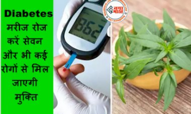 Control Sugar level: इस पौधे में पत्ती से लेकर जड़ तक भरा है इंसुलिन, Diabetes मरीज रोज करें सेवन और भी कई रोगों से मिल जाएगी मुक्ति...देखे सेवन करने का तरीका...