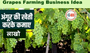 Business Idea: एक एकड़ में करे इस फल की खेती, इसकी उन्नत किस्मों से मिलेगा तगड़ा मुनाफा, जानिए खेती करने का सही तरीका...