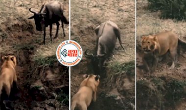 Lion video: शिकार को देखते ही पंगा लेने पहुंच गया शेर, फिर हुआ कुछ ऐसा की खुद उल्टे पांव भाग गया जंगल का राजा...देखे वीडियो..