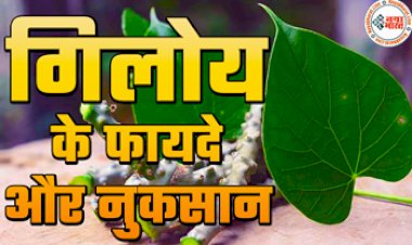 Giloy side effects: गिलोय के चौकाने वाले फायदे और नुकसान जानकर हो जायेंगे हैरान, जानिए गिलोय को कब और कितनी मात्रा में लेना है सही...