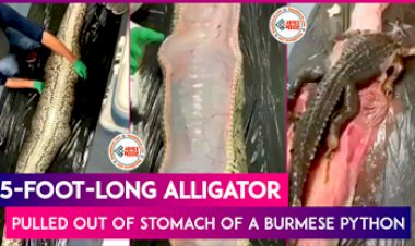 Shocking Video: बर्मीज अजगर के पेट से निकला 5 फुट लंबा मगरमच्छ; खौफनाक वीडियो हुआ वायरल...