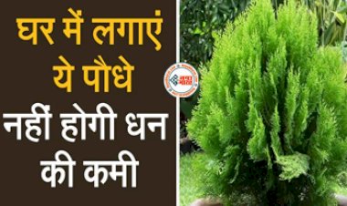 Vastu Tips : घर में लगाएं ये पौधे, नहीं होगी धन की कमी, इसे लगाने के हैं और भी कई फायदे, इस दिशा में लगाने से चमक जाएगी किस्मत...